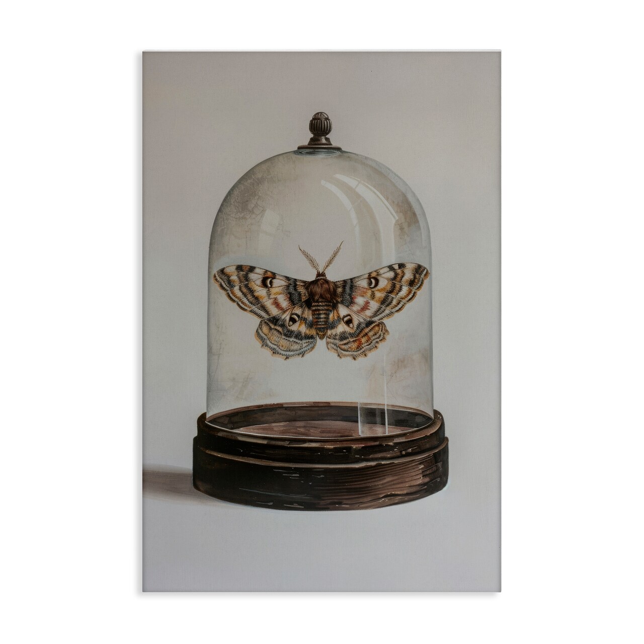 Stupell Industries Moth in Glass Cloche Canvas Wall Art Design by Petal Prints Design